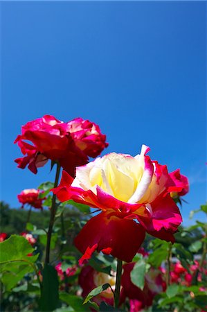 simsearch:622-06900200,k - Roses and blue sky Foto de stock - Royalty Free Premium, Número: 622-06900198
