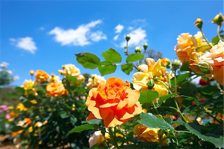 simsearch:622-06900533,k - Yellow roses and blue sky Photographie de stock - Premium Libres de Droits, Code: 622-06900199