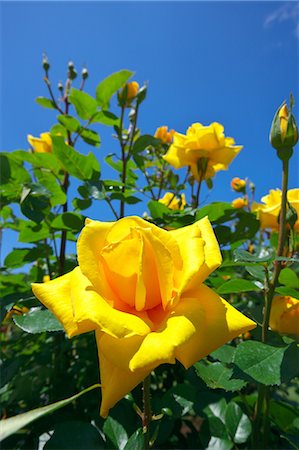 simsearch:622-08065145,k - Yellow roses and blue sky Fotografie stock - Premium Royalty-Free, Codice: 622-06900191