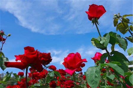 simsearch:622-07841097,k - Red roses and blue sky Foto de stock - Sin royalties Premium, Código: 622-06900200