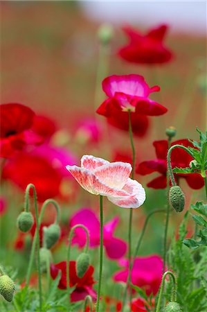 Poppy flowers Stock Photo - Premium Royalty-Free, Code: 622-06900201