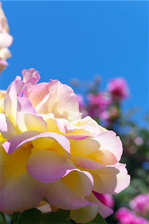 Rose and blue sky Stock Photo - Premium Royalty-Free, Code: 622-06900210