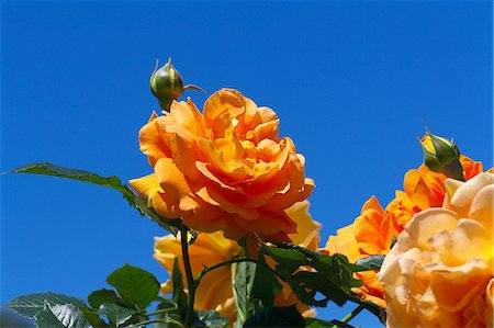 simsearch:622-07108922,k - Yellow roses and blue sky Fotografie stock - Premium Royalty-Free, Codice: 622-06900213