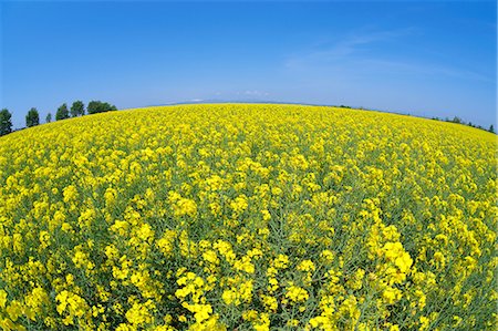 fisheye nature - Field mustard and sky, Hokkaido Stock Photo - Premium Royalty-Free, Code: 622-06900224