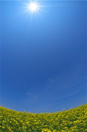 sun leaf - Field mustard and sky, Hokkaido Stock Photo - Premium Royalty-Free, Code: 622-06900226