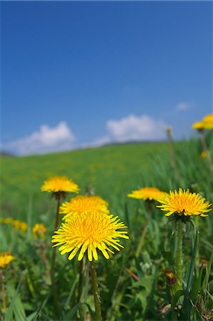 dandelion blue sky - Dandelion flowers Stock Photo - Premium Royalty-Free, Code: 622-06900246