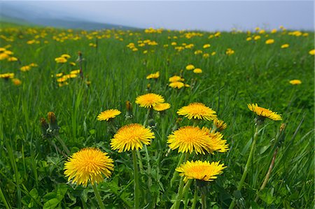 Dandelion flowers Stock Photo - Premium Royalty-Free, Code: 622-06900248