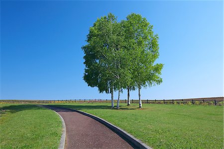 White birch trees and promenade, Hokkaido Photographie de stock - Premium Libres de Droits, Code: 622-06900241