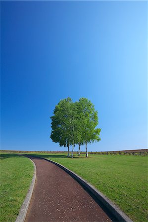 White birch trees and promenade, Hokkaido Stock Photo - Premium Royalty-Free, Code: 622-06900242