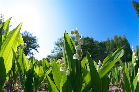 simsearch:622-07810848,k - Lily of the valley flowers Stock Photo - Premium Royalty-Free, Code: 622-06900243