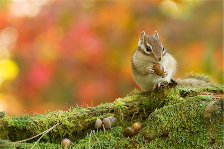 squirrel - Chipmunk Stock Photo - Premium Royalty-Free, Code: 622-06900279