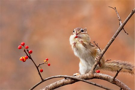 Chipmunk eating red berries Fotografie stock - Premium Royalty-Free, Codice: 622-06900270