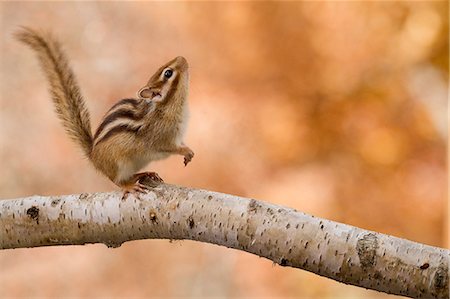 squirrel - Chipmunk on a tree Stock Photo - Premium Royalty-Free, Code: 622-06900271