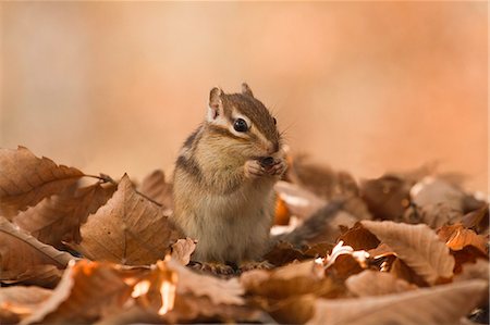 Chipmunk and fallen leaves Stock Photo - Premium Royalty-Free, Code: 622-06900272
