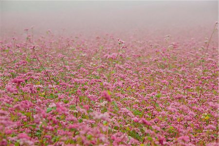 sarrasin - Red buckwheat field Photographie de stock - Premium Libres de Droits, Code: 622-06900286