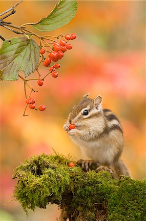 Chipmunk eating red berries Photographie de stock - Premium Libres de Droits, Code: 622-06900288