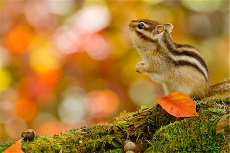 pattern leaf - Chipmunk Stock Photo - Premium Royalty-Free, Code: 622-06900280