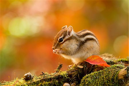 fall, season - Chipmunk Stock Photo - Premium Royalty-Free, Code: 622-06900281