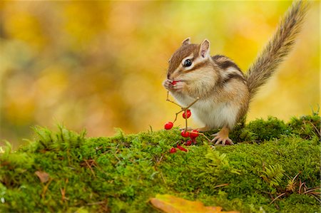 Chipmunk eating red berries Photographie de stock - Premium Libres de Droits, Code: 622-06900290