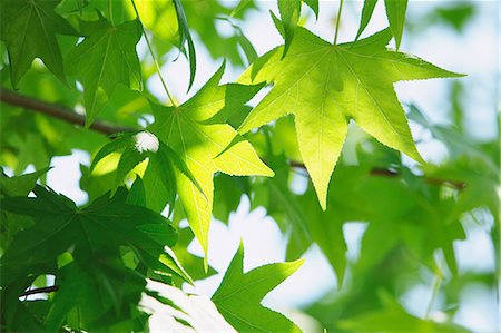 Green leaves Stock Photo - Premium Royalty-Free, Code: 622-06900293