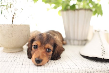 pantoufle - Miniature Dachshund Photographie de stock - Premium Libres de Droits, Code: 622-06900319