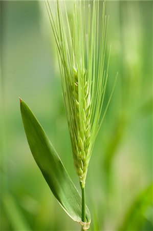 Wheat ear Stock Photo - Premium Royalty-Free, Code: 622-06900311