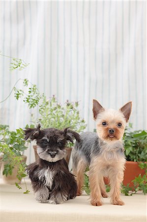 Yorkshire Terrier and Miniature Schnauzer Fotografie stock - Premium Royalty-Free, Codice: 622-06900324