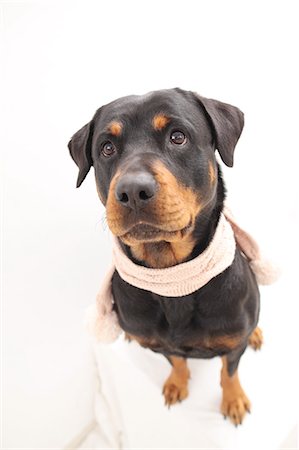 Rottweiler Stock Photo - Premium Royalty-Free, Code: 622-06900325