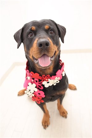 simsearch:614-03080400,k - Rottweiler Foto de stock - Sin royalties Premium, Código: 622-06900326