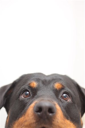 dog eyes - Rottweiler Stock Photo - Premium Royalty-Free, Code: 622-06900328