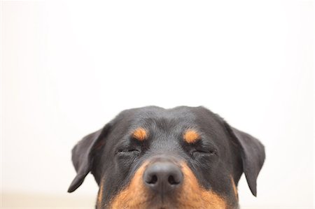 face, eyes closed, looking up - Rottweiler Photographie de stock - Premium Libres de Droits, Code: 622-06900329