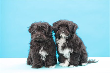 simsearch:622-06842134,k - Chihuahua Poodle mix pets Fotografie stock - Premium Royalty-Free, Codice: 622-06900339