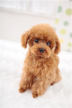 desgreñado - Toy Poodle Foto de stock - Sin royalties Premium, Código: 622-06900331