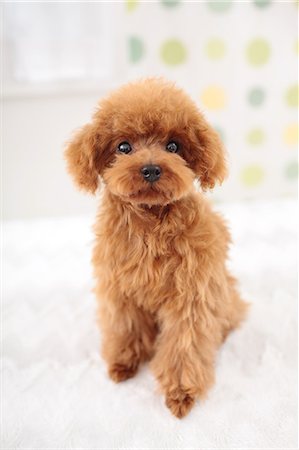 shaggy - Toy Poodle Stock Photo - Premium Royalty-Free, Code: 622-06900332