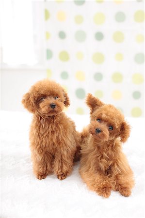 desgreñado - Toy Poodle pets Foto de stock - Sin royalties Premium, Código: 622-06900333