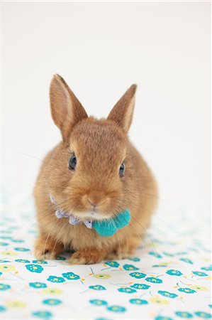 rabbit (animal) - Mini rabbit Stock Photo - Premium Royalty-Free, Code: 622-06900361