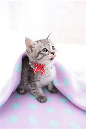 ruban (matériel) - Mixed breed cat Photographie de stock - Premium Libres de Droits, Code: 622-06900399