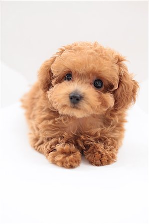 desgreñado - Toy Poodle Foto de stock - Sin royalties Premium, Código: 622-06900406