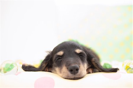 simsearch:859-06725259,k - Miniature Dachshund Stock Photo - Premium Royalty-Free, Code: 622-06900414