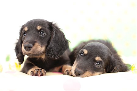 Miniature Dachshund pets Photographie de stock - Premium Libres de Droits, Code: 622-06900415