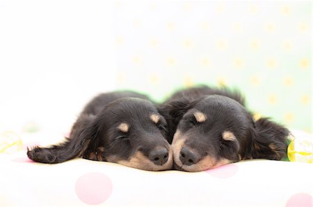 paz - Miniature Dachshund pets Foto de stock - Sin royalties Premium, Código: 622-06900418