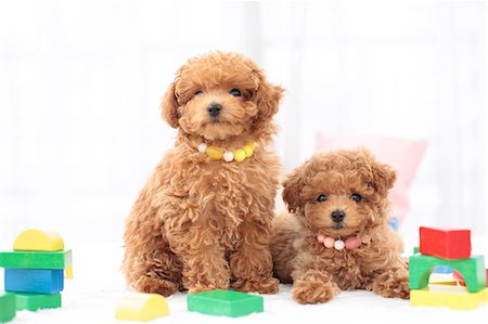 Toy Poodle pets Fotografie stock - Premium Royalty-Free, Codice: 622-06900411