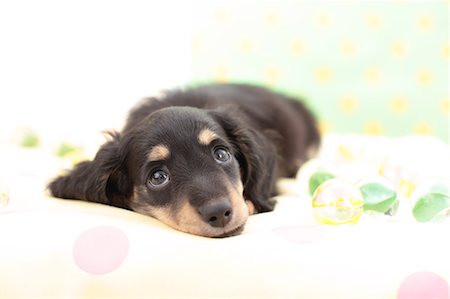 simsearch:622-07810822,k - Miniature Dachshund Stock Photo - Premium Royalty-Free, Code: 622-06900413