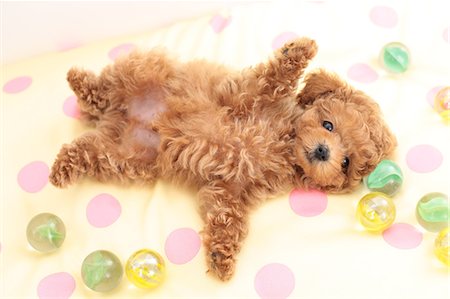 Toy Poodle Stock Photo - Premium Royalty-Free, Code: 622-06900421