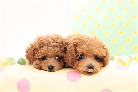 Toy Poodle pets Stock Photo - Premium Royalty-Free, Code: 622-06900422