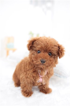 desgreñado - Toy Poodle Foto de stock - Sin royalties Premium, Código: 622-06900434