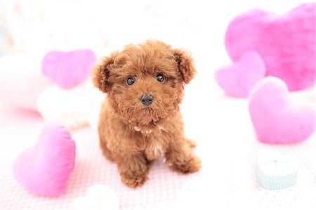 dog collar - Toy Poodle Stock Photo - Premium Royalty-Free, Code: 622-06900437