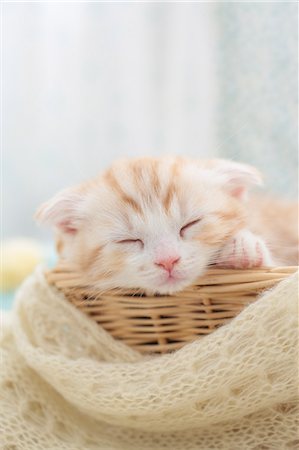 simsearch:622-06900367,k - Scottish Fold Stock Photo - Premium Royalty-Free, Code: 622-06900433