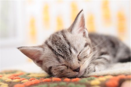 sleeping with kittens - Munchkin Stock Photo - Premium Royalty-Free, Code: 622-06900444