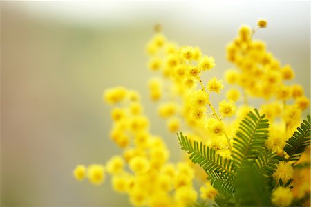 Mimosa Photographie de stock - Premium Libres de Droits, Code: 622-06900465